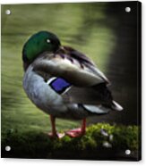 Mallard Duck Acrylic Print