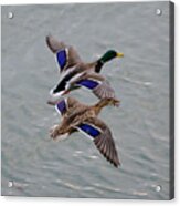 Mallards In Flight Acrylic Print