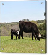 Mama Cow And Calf In Texas Pasture Acrylic Print