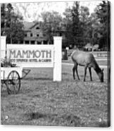 Mammoth Hot Springs Hotel Sign Elk In Yellowstone National Park Wyoming Black And White Acrylic Print