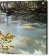 Manatees And Leaves Acrylic Print