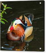 Mandarin 3 Acrylic Print