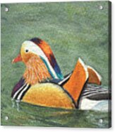 Mandarin Duck Acrylic Print
