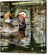 Mandarin Ducks The Couple Acrylic Print