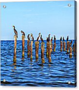 Many Seagulls Are Sitting On Stakes In The Baltic Sea Acrylic Print