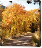 Maple Dell In Autumn Acrylic Print