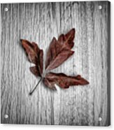 Maple Leaf Acrylic Print
