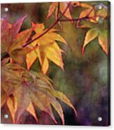 Maples Golden Glow 5582 Idp_2 Acrylic Print