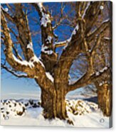 Maples In Winter Acrylic Print