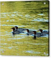 March Of The Mergansers Acrylic Print