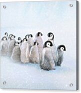 March Of The Penguins Acrylic Print