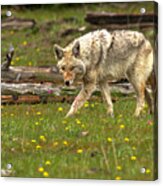 Marching Among The Dandelions Acrylic Print