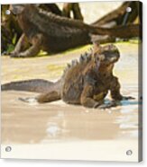 Marine Iguana On Galapagos Islands Acrylic Print