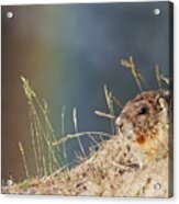 Marmot And Rainbow Acrylic Print