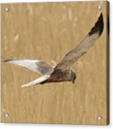 Marsh Harrier Quartering Acrylic Print