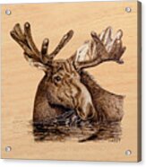 Marsh Moose Pillow/bag Acrylic Print