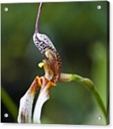 Masdevallia Hortensiae Orchid Acrylic Print