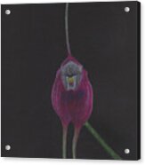Masdevallia Infracta Orchid Acrylic Print