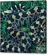 Massasauga Rattlesnake Acrylic Print