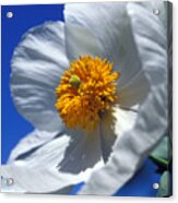 Matilija Poppy Acrylic Print