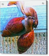 Mating Snails Acrylic Print