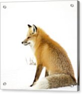 Mature Red Fox Sitting In Snowy Field In Yellowstone National Park Acrylic Print