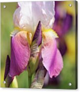 Maytime. The Beauty Of Irises Acrylic Print