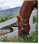 Mccool Grazing Acrylic Print