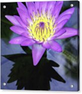 Beautiful Reflection Of Waterlily In A Pond. Acrylic Print