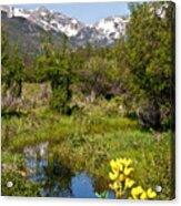 Meadow And Wild Flowers And Mountains Acrylic Print