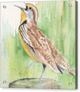 Meadowlark Acrylic Print