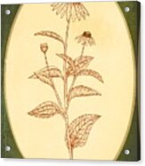 Medicinal Herb Echinacea Acrylic Print