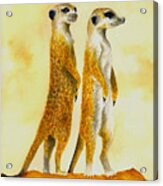 Meerkats Acrylic Print