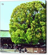 Meiji Shrine Acrylic Print