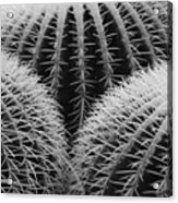 Mexican Cacti Acrylic Print