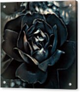 Midnight Rose Acrylic Print