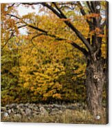 Mighty Oak Tree Acrylic Print