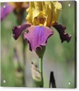 Milestone 1.the Beauty Of Irises Acrylic Print