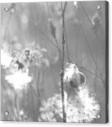 Milkweed In Afternoon Sun Black And White Acrylic Print
