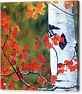 Million Aspen Leaves Ii Acrylic Print