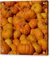 Mini Pumpkins Acrylic Print