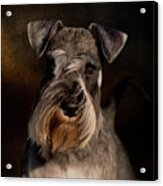 Miniature Schnauzer Acrylic Print