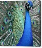 Mister Peacock Too Acrylic Print