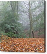 Misty Beech Woodland Acrylic Print