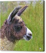 Misty Macchu Picchu Llama Acrylic Print