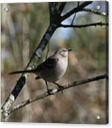 Mockingbird On Tree Limb Acrylic Print