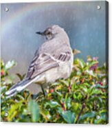 Mockingbird Rainbow Acrylic Print