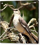 Mockingbird Acrylic Print