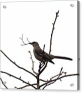 Mockingbird With Twig Acrylic Print