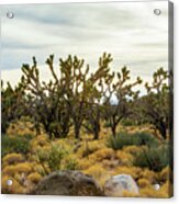 Mohave Joshua Trees Forest Acrylic Print